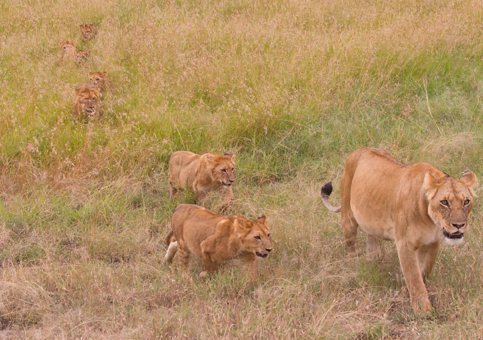 Lioness walking with her cubs across the Maasai Mara, Kenya