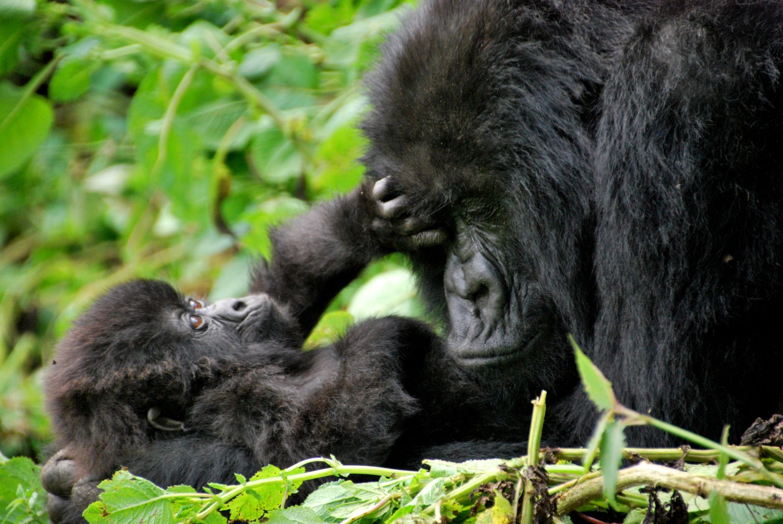 Mother mountain gorilla and her baby in Volcanoes National Park, Rwanda