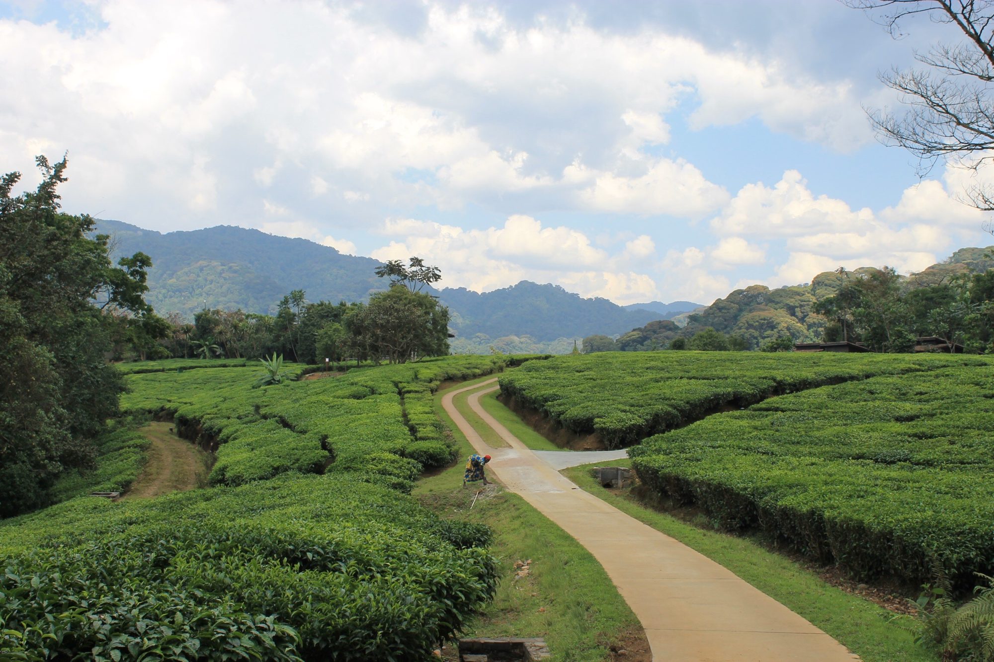 Tea pickers working across the green tea plantations of Rwanda